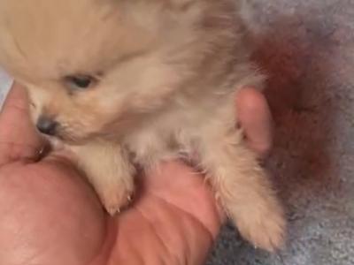 Female Tea Cup Pomeranian puppy in Galway, for good home Only