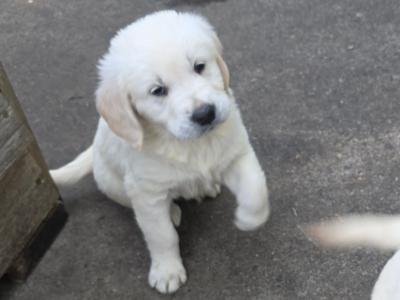 IKC Registered Purebred Golden Retriever puppies for sale in Longford