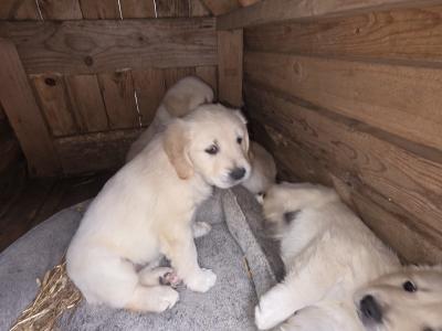 IKC Registered Purebred Golden Retriever puppies for sale in Longford