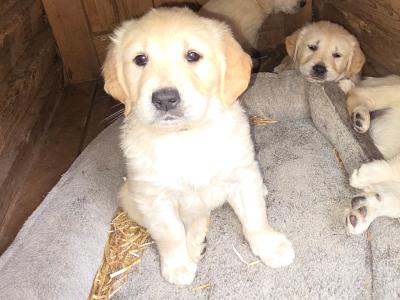 IKC Registered Purebred Golden Retriever puppies for sale in Longford