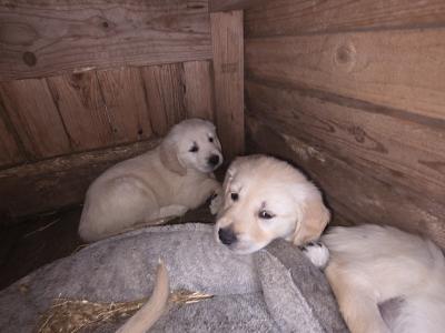 IKC Registered Purebred Golden Retriever puppies for sale in Longford