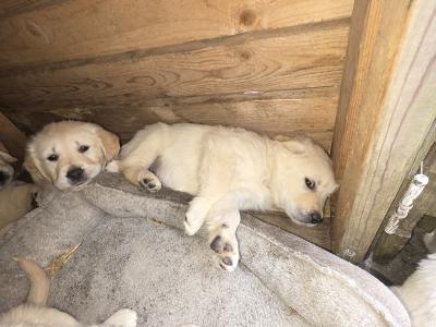IKC Registered Purebred Golden Retriever puppies for sale in Longford