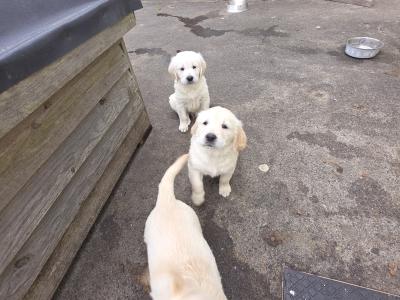 IKC Registered Purebred Golden Retriever puppies for sale in Longford