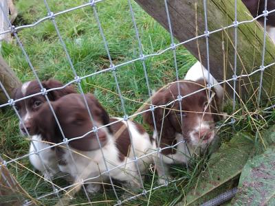 Working Springer Spaniel puppies in Kerry