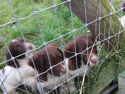 Working Springer Spaniel puppies in Kerry