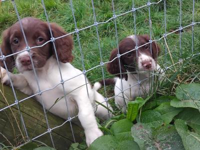 Working Springer Spaniel puppies in Kerry