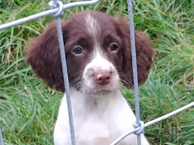 Working Springer Spaniel puppies in Kerry