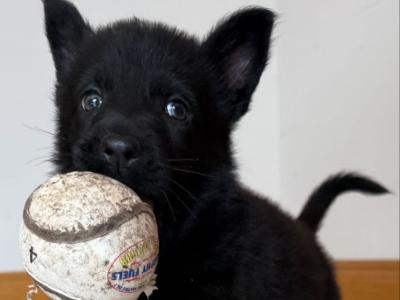 Elite IKC Registered German Shepherd puppies in Tipperary – Czech/Slovak Working Lines 🐾