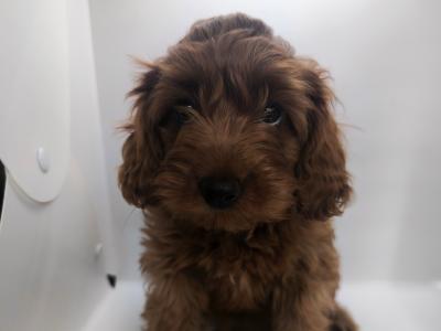 Lovely Maltipoo puppies in Wexford