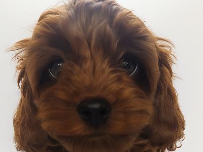 Lovely Maltipoo puppies in Wexford