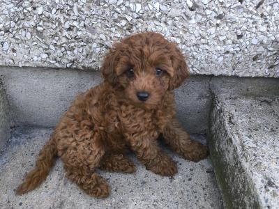 Lovely Maltipoo puppies in Wexford