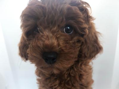 Lovely Maltipoo puppies in Wexford