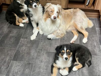 Australian Shepherd puppies in Longford