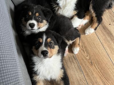 Australian Shepherd puppies in Longford