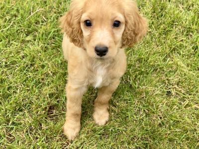 Beautiful Cockapoo puppies in Wexford