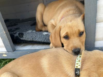 Purebred Award Winning IKC Registered Golden Labrador puppies *only 4 Left*
