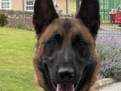 Male Belgian Malinois puppy 14 months old for sale