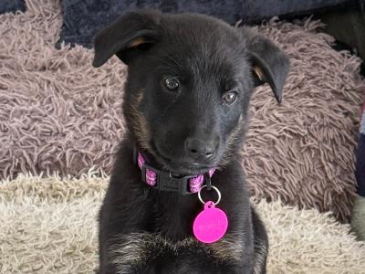 German Shepherd x Rottweiler puppies in Laois