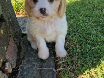 Cavachon puppies in Wexford