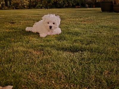 Adorable female Maltese puppy for sale in Dublin – looking for a Loving home ✨