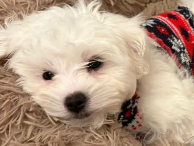 Adorable female Maltese puppy for sale in Dublin – looking for a Loving home ✨