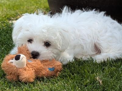 Adorable female Maltese puppy for sale in Dublin – looking for a Loving home ✨