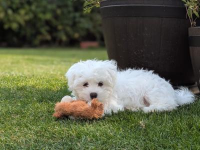 Adorable female Maltese puppy for sale in Dublin – looking for a Loving home ✨