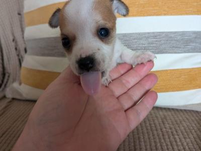 Miniature male Jack Russell puppy in Mayo