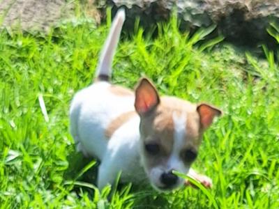 Miniature male Jack Russell puppy in Mayo