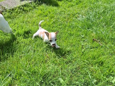 Miniature male Jack Russell puppy in Mayo