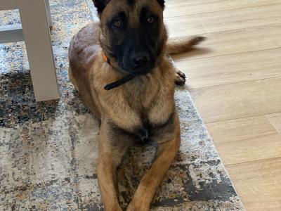 Male Belgian Malinois puppy 14 months old for sale