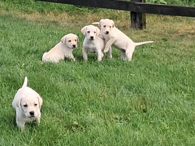 Labrador puppies in Offaly