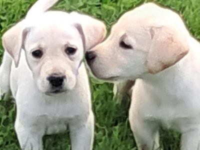 Labrador puppies in Offaly