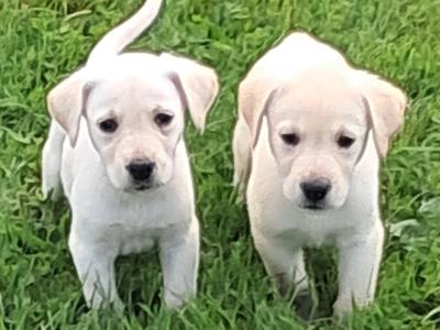 Labrador puppies in Offaly