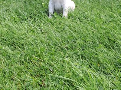 Labrador puppies in Offaly