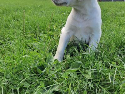 Labrador puppies in Offaly