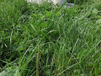 Labrador puppies in Offaly