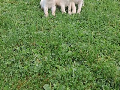 Labrador puppies in Offaly