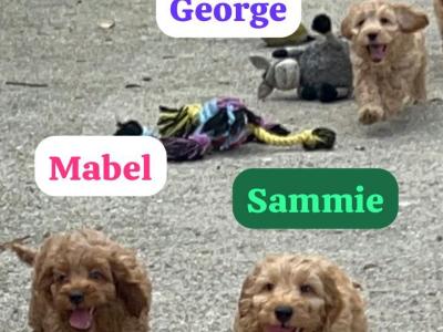 Miniature Cockapoo puppies 1st generation in Fermanagh - 353871486601