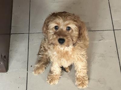 Miniature Cockapoo puppies 1st generation in Fermanagh - 353871486601