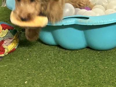 Miniature Cockapoo puppies 1st generation in Fermanagh - 353871486601