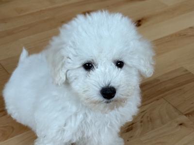 One Male - IKC Registered Bichon Frise Kerry