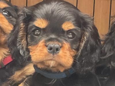 Beautiful purebred IKC Registered(pending) Cavalier King Charles puppies for sale in Galway