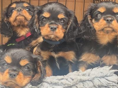 Beautiful purebred IKC Registered(pending) Cavalier King Charles puppies for sale in Galway