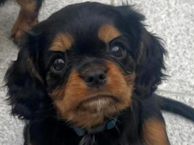 Beautiful purebred IKC Registered(pending) Cavalier King Charles puppies for sale in Galway