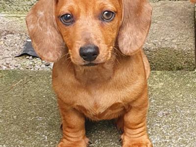 Beautiful red Dachshund puppy in Limerick.  Only 1 boy left! Rare green eyes!