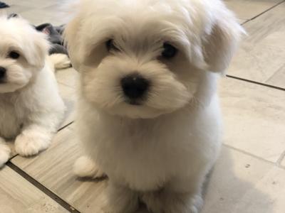 Beautiful Maltese X Bichon Frise puppies (Maltichon) for sale in Carlow