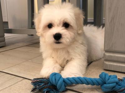 Beautiful Maltese X Bichon Frise puppies (Maltichon) for sale in Carlow