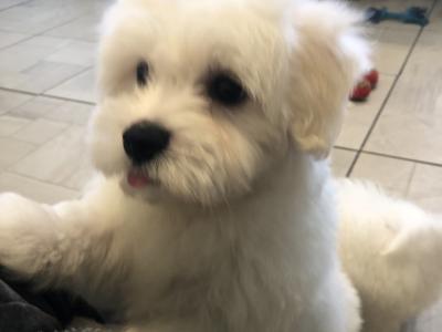 Beautiful Maltese X Bichon Frise puppies (Maltichon) for sale in Carlow