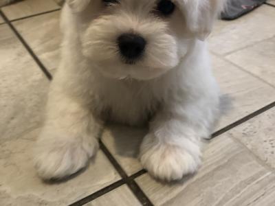 Beautiful Maltese X Bichon Frise puppies (Maltichon) for sale in Carlow